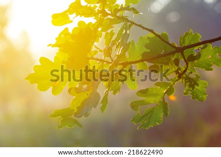 oak tree branch in a rays of sun