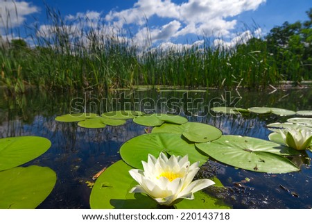 white water lily on a lake