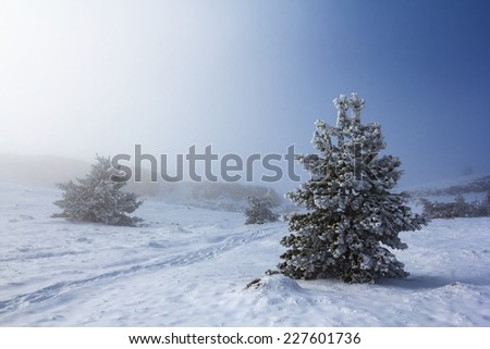 winter plain with fir trees