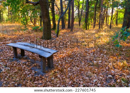 small wooden bench in a autumn forest
