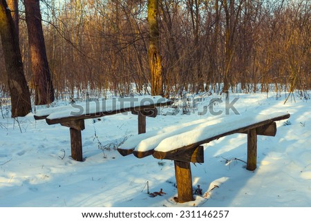 bench in a winter forest