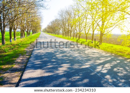 road through a bright forest
