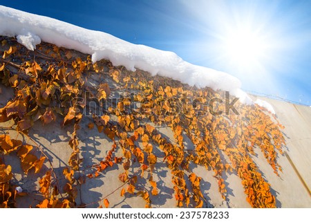 winter wall in a rays of sun