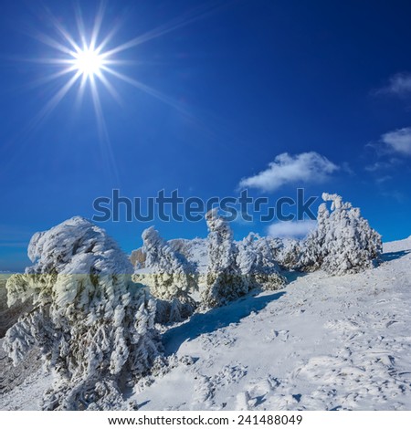 winter snowbound forest under a sparkle sun