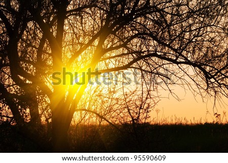 evening sun pushing through a tree branches