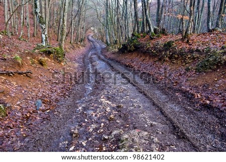 dirty road in a spring forest