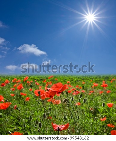 red poppy field
