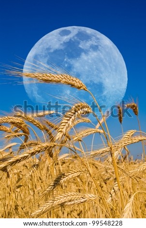 wheat ears and a huge moon