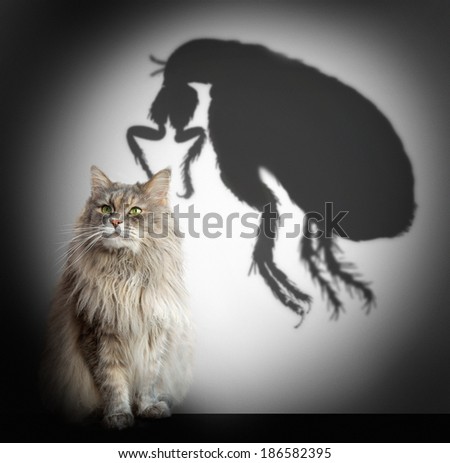 cat and flea shadow