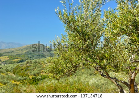 Olive tree orchard near Petrokefali in Crete, Greece, Europe