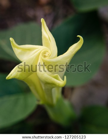yellow star shaped angel\'s trumpet moon flower closed with green leaves