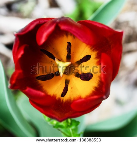 Inside of a red and yellow tulip