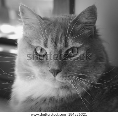 Black and white portrait of a cat staring straight at the camera.