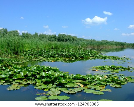 Yellow and White Lilies on a Danube Delta Lake