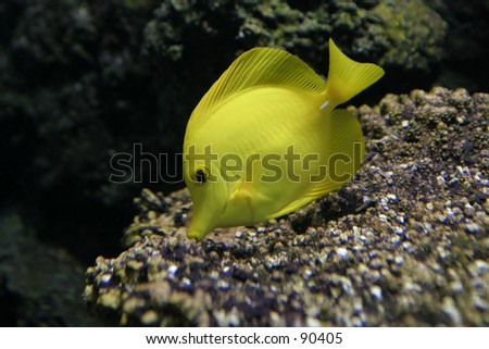 Yellow fish in an aquarium