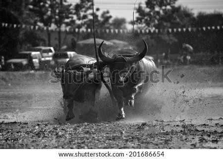 Running buffalo with cart in Chonburi province of Thailand