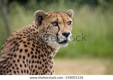 Head shot of Cheetah watching something in the distance