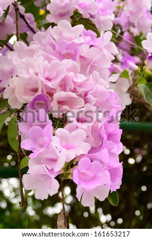Closeup on blossoms of hot pink flowering tree in spring