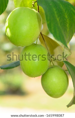 fresh jujube fruit hanging on tree in garden