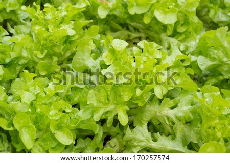 Close up of Green Oak  leaves vegetable.