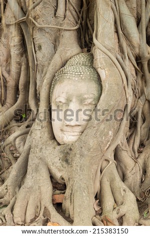 ancient buddha image head embedded in tree roots at Mahatat Temple, Ayuttaya Historical Park, Thailand