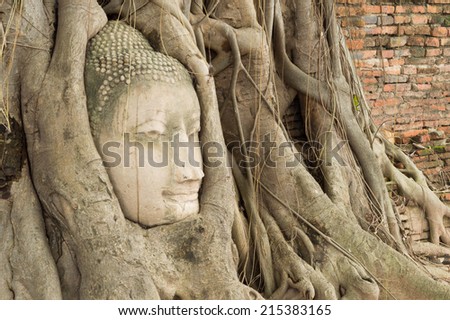 ancient buddha image head embedded in tree roots at Mahatat Temple, Ayuttaya Historical Park, Thailand