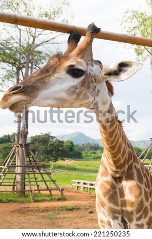 african giraffe in zoo waiting for feed foods