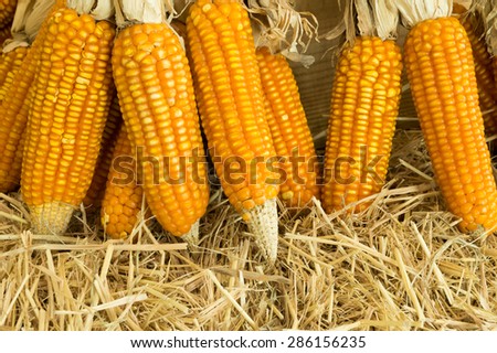 dry corn on rice straw background in local farm