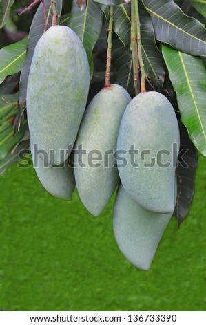 Mango tree with green fruits