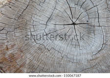 Cross section of the old tree or dead wood