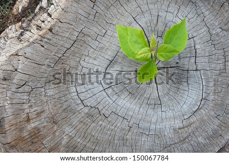New Development And Renewal As A Business Concept Of Emerging Leadership Success As An Old Cut Down Tree And A Strong Seedling Growing In The Center Trunk As A Concept Of Support Building A Future.