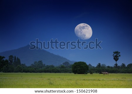 The green rice field at night with the moonlight.