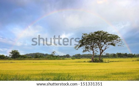 Rice field and two tree under cloudy sky with rainbow Photo.