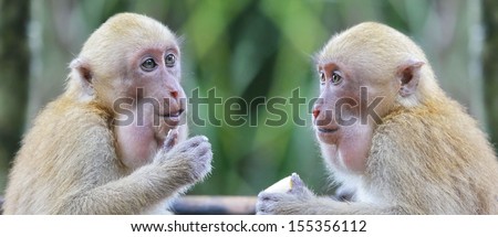 Two adult monkey talking and thinking in discussion.