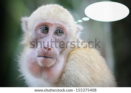 Sad monkey and think