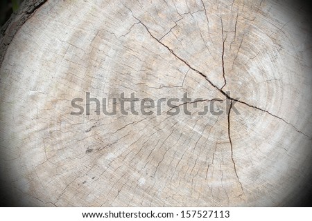 Cross section of the old tree or dead wood with back drop
