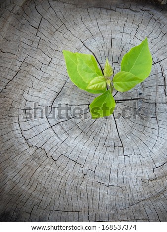 The plants are started emerging in abundance on the crack of the probe remains stumps amputated saw clearly see the band The plants are started emerging in abundance on the crack of the probe remains stumps amputated saw clearly see the band