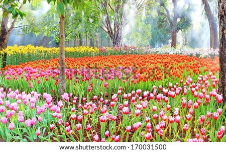Park in The Spring.Tulips. Spring landscape.