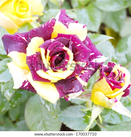 Mixing color rose two tone yellow and violet fantastic roses.