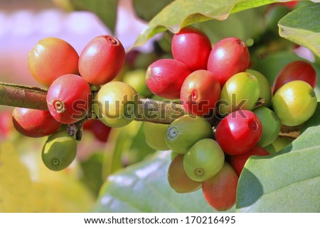 Closeup Unripe or raw and rip coffee beans on stem tree.