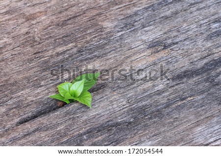 Sprout growth on the old wood as a concept of support building a future, New development and renewal as a business concept of emerging leadership success