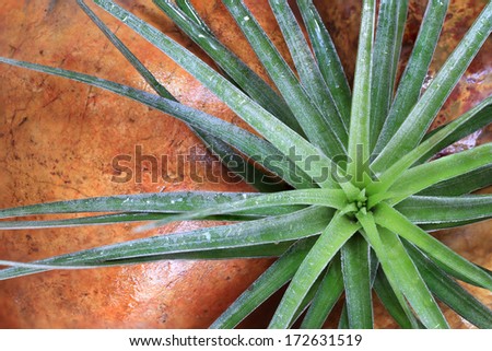 air plant with scientific name Tillandsia, on stone