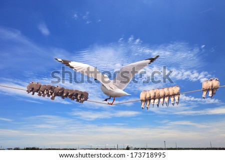 The big birds stand on power lines in the middle of many small birds huddle together on a wire stand.  Contrasting with the blue sky and white clouds background.