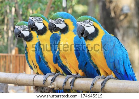 The Parrots Bird Colorful Blue Macaw Sitting On The Perch.
