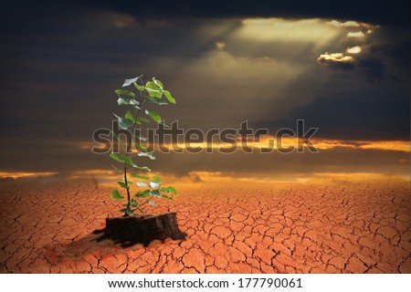 New Development And Renewal As A Business Concept Of Emerging Leadership Success As Cut Down Tree And A Strong Seedling Growing In The Center Trunk Global Warming. Dramatic Sunset Over Cracked Earth