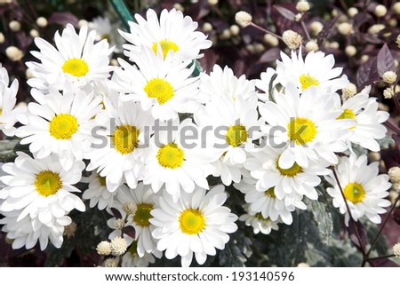 White flower chrysanthemum pollen golden yellow on the tree in full bloom in the beautiful garden complete.