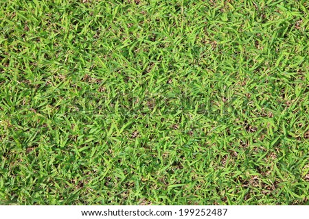 A realistic textured grass football , green natural grass of a soccer field