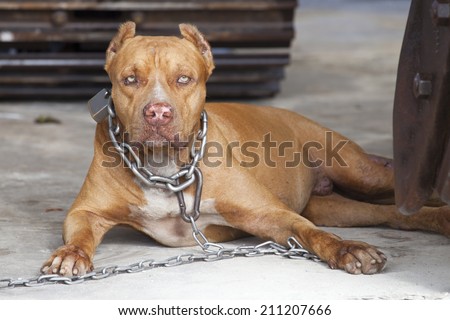 Dangerous dog or vicious dog brown pitbull fierce eyes in a big chain.