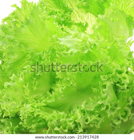 Fresh organic green leaf lettuce vegetarian for salad diet food.