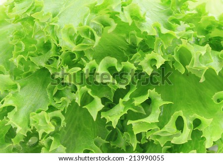 Fresh organic green leaf lettuce vegetarian for salad diet food isolated on a white background This has clipping path.